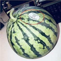 网红瑶吃瓜,揭秘娱乐圈幕后真相