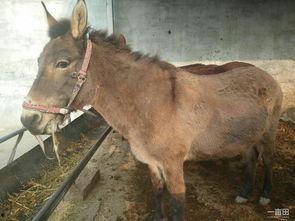 奔跑晶骡子吃瓜,瓜田里的奇幻冒险之旅