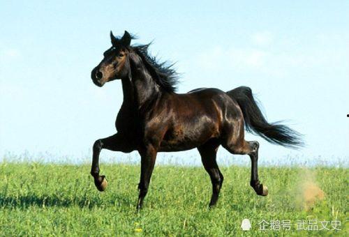 奔跑晶骡子吃瓜,瓜田里的奇幻冒险之旅