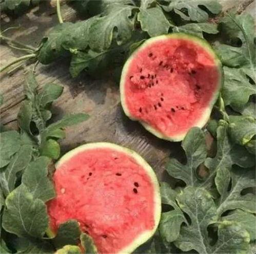 麒麟瓜怎么吃的软,轻松解锁美味新境界