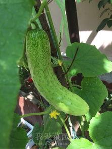 瓜吃瓜菜吃菜,共享健康生活