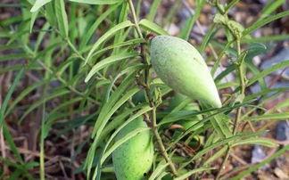 稷山特产瓢瓜怎么吃,解锁特色美食的多重吃法