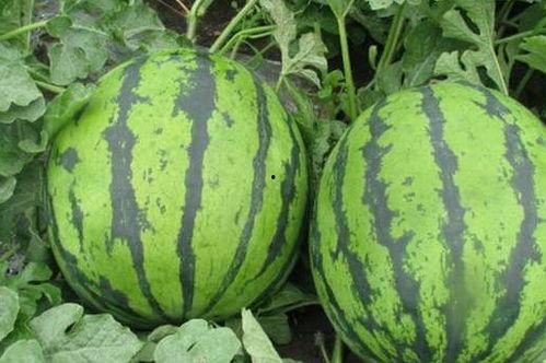 人家吃土瓜,探寻民间传统小吃的新风味