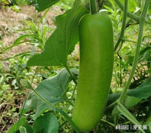 江西瓠子瓜怎么吃,江西瓠子瓜的多样食法探索