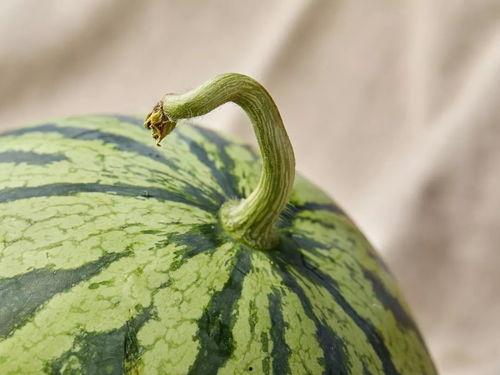 吃瓜人的圈子,揭秘热门事件背后的真相与八卦