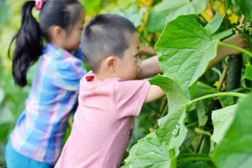 喜宝摸鱼吃瓜,揭秘娱乐圈幕后趣闻