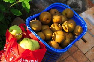 喜宝摸鱼吃瓜,揭秘娱乐圈幕后趣闻