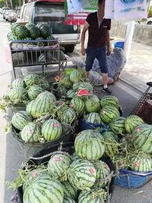 长垣吃瓜事件分享,一场网络热议背后的真相与反思