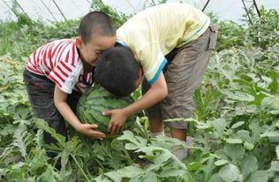 长垣吃瓜事件分享,一场网络热议背后的真相与反思