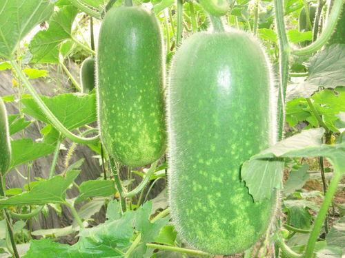 lxy吃瓜,揭秘lxy吃瓜背后的故事与真相