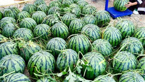 吃池瓜中国,池瓜的独特风味与传承