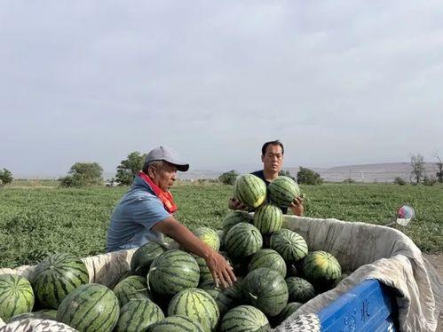 括苍山吃瓜,消暑解渴，尽享清凉时光