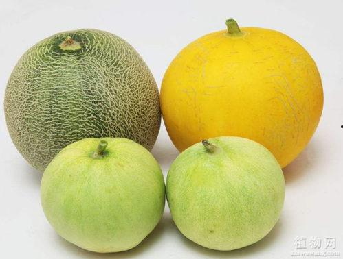 吃瓜喉咙堵着,揭秘背后真相