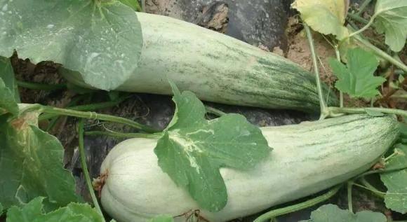 吃瓜避雷必看攻略