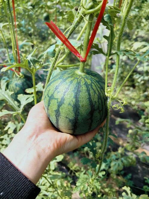 石嘴山吃瓜,吃瓜也能吃出风味!