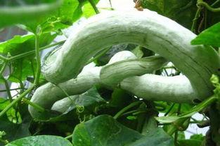 念么吃蛇瓜,念么吃蛇瓜的独特风味之旅