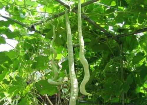 念么吃蛇瓜,念么吃蛇瓜的独特风味之旅