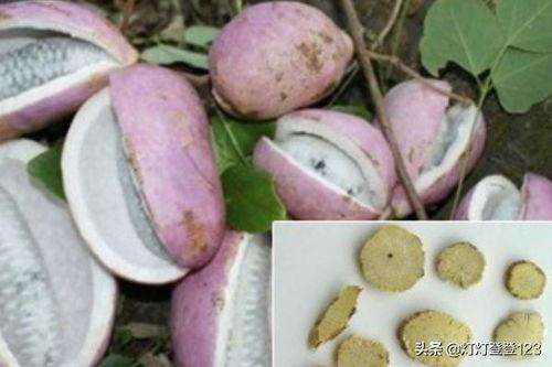 八月瓜煲鸡可以吃吗,养生滋补的佳肴，可食用吗？