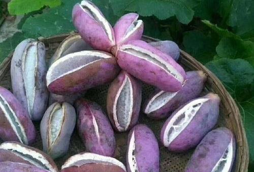 八月瓜煲鸡可以吃吗,养生滋补的佳肴，可食用吗？