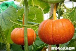 甘肃兰瓜怎么吃