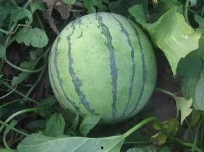 吃瓜文双男主,双男主的甜蜜瓜田情缘