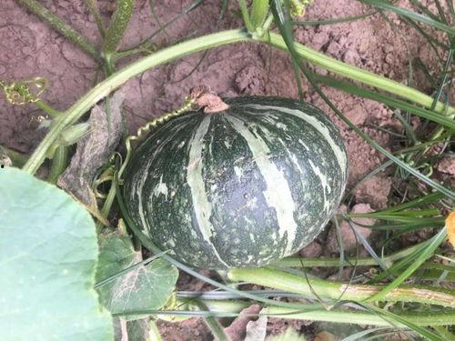 吃红薯可以吃板栗瓜吗,健康搭配的美食探索