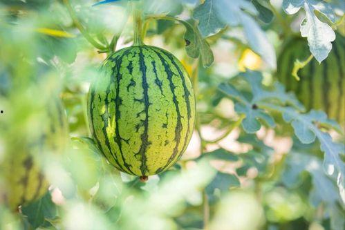 沪上怎么吃瓜好吃,解锁美味吃瓜秘籍