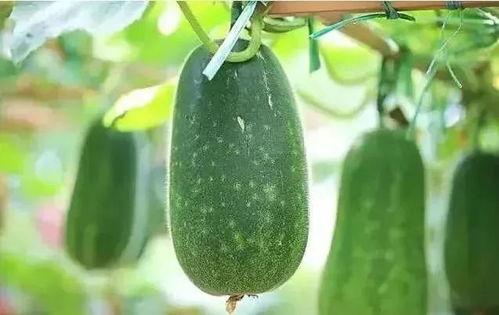 毕业前吃瓜,那些校园里的“瓜”事回顾