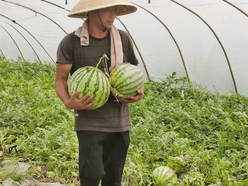 收费吃瓜,揭秘网络时代的新奇现象