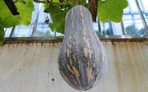 常路每日吃瓜,揭秘娱乐圈幕后故事