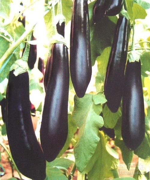 茄瓜可以常吃吗