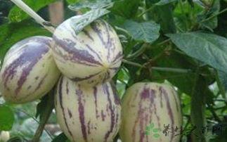 茄瓜可以常吃吗